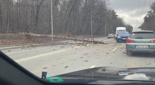 Паднало дърво затруднява движението на бул Симеоновско шосе в района