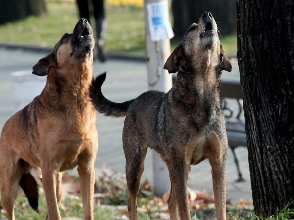 Глутница бездомни кучета обикалят всяка сутрин натоварено кръстовище в Пазарджик,