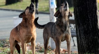 Глутница бездомни кучета обикалят всяка сутрин натоварено кръстовище в Пазарджик