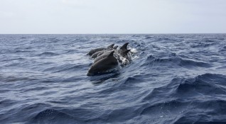Намибия съобщи днес че 86 тъмни делфини включително две новородени