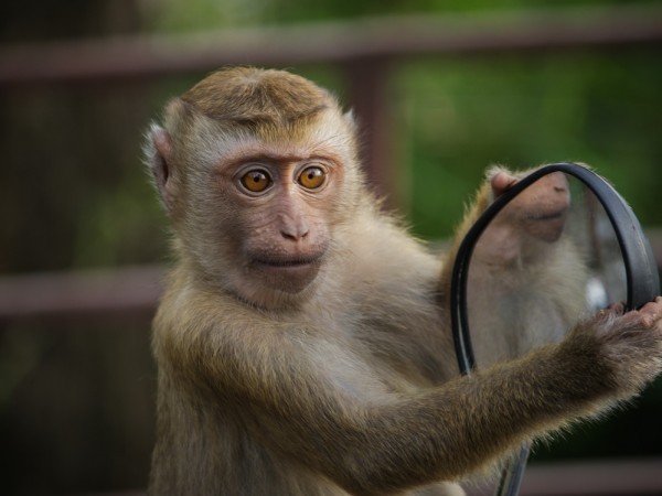 Необичайно следствие от коронавируса се наблюдава в Тайланд. Гладни маймуни