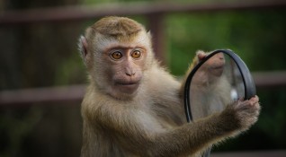 Необичайно следствие от коронавируса се наблюдава в Тайланд Гладни маймуни