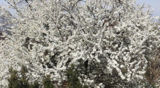 Пролетта обичайно събужда алергиите Масовото използване на дезинфектанти ще се