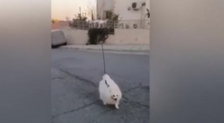 Жител на Кипър разходи кучето си с дрон заради забраната
