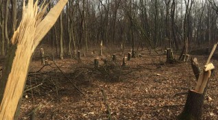 Над 18 кубика незаконна дървесина са задържали при полицейска операция
