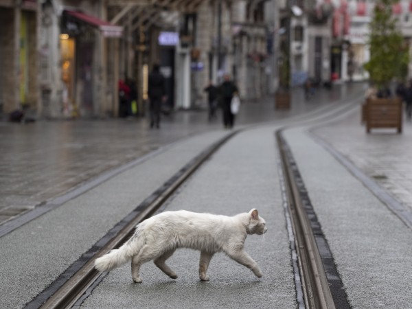 Котките винаги са били част от Истанбул. В почти всеки