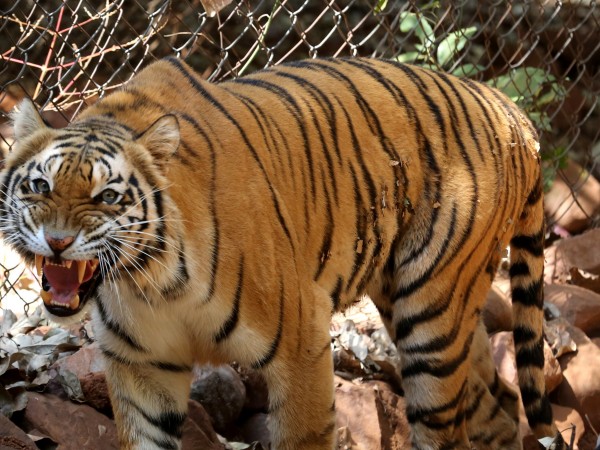 Тигрица, която живее в зоологическата градина в нюйоркския регион Бронкс,