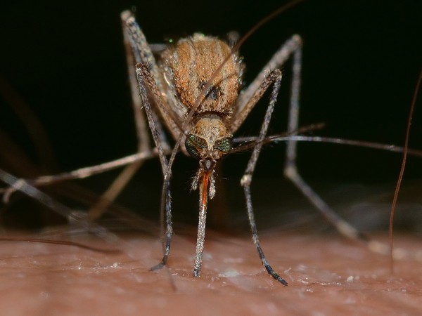 Все още няма данни, че кърлежите и комари да разпространяват