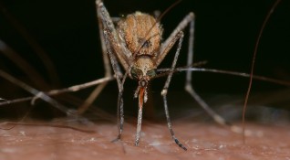 Все още няма данни че кърлежите и комари да разпространяват