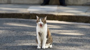 Последните данни показват че котките може би се заразяват COVID 19