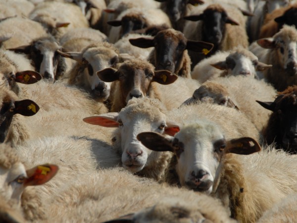 Открити са умрели овце в землището на село Граничак, което