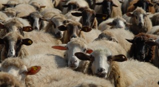 Открити са умрели овце в землището на село Граничак което