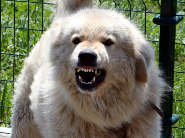Национален клуб "Българско овчарско куче" сподели видеоклип, в който се