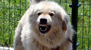Национален клуб Българско овчарско куче сподели видеоклип в който се