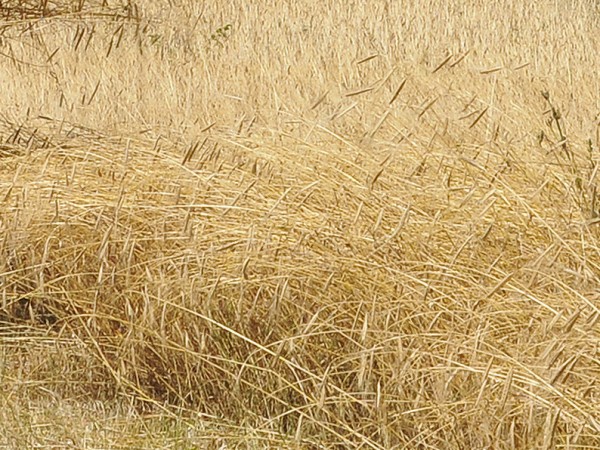 Масивите с пшеница в Североизточна България започват да съхнат заради