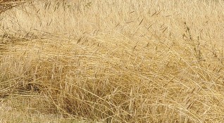 Масивите с пшеница в Североизточна България започват да съхнат заради