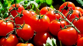 Средните цени на оранжерийните домати на едро в страната в