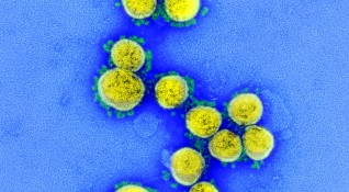 Експериментална ваксина защитава макаци от зараза с коронавирус САРС Ков 2 съобщиха
