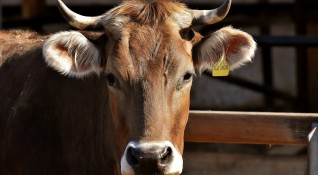 Стадо крави успя да вдигне цяло село на бунт Жители