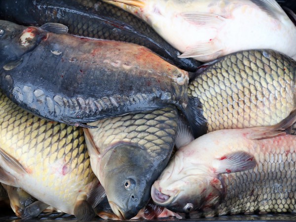 Полицията в Никопол установи незаконен улов на риба от река