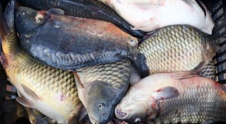 Полицията в Никопол установи незаконен улов на риба от река