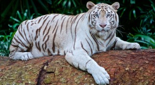 Посетителите на столичния зоопарк вече ще могат да видят бенгалски