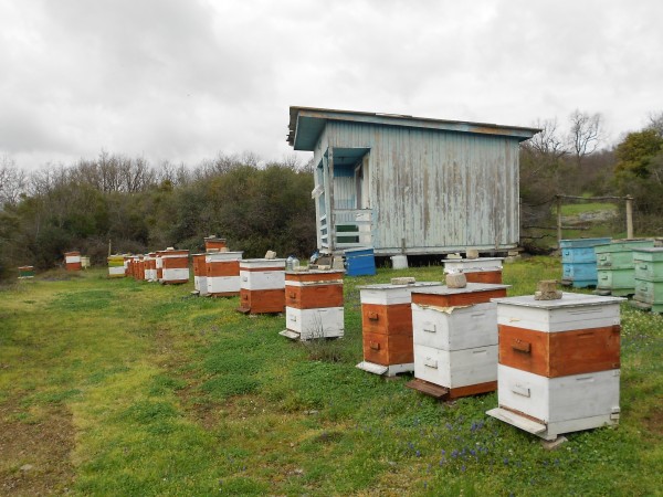 Пчели масово умират в превенската община Гулянци. Стопани за пореден