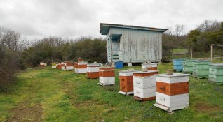 Пчели масово умират в превенската община Гулянци Стопани за пореден