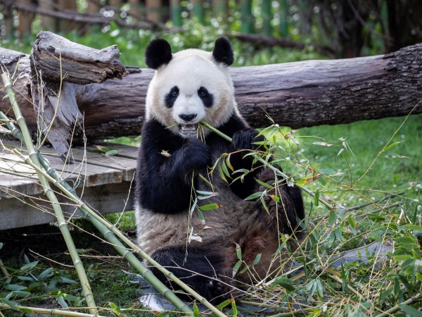Канадският зоопарк в Калгари връща обратно в Китай две панди