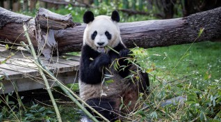 Канадският зоопарк в Калгари връща обратно в Китай две панди