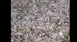 Тонове мъртва риба са изхвърлени край Варненското езеро в района