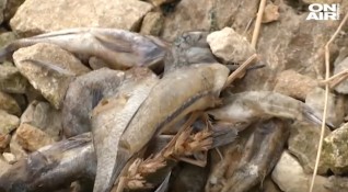 Огромно количество мъртва риба във Варненското езеро Причините не са