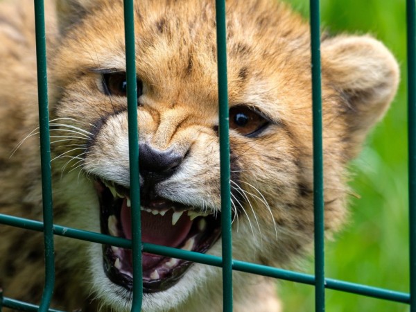 Природозащитници в Алжир заснеха сахарски гепард – подвид, вписан като