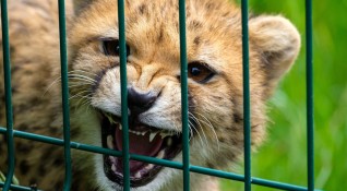 Природозащитници в Алжир заснеха сахарски гепард подвид вписан като