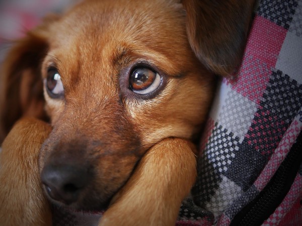 В Перник стартира кампания за безплатна кастрация на домашни кучета.