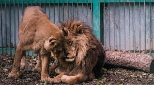 Двата лъва от зоопарка в Разград минават на специален хранителен