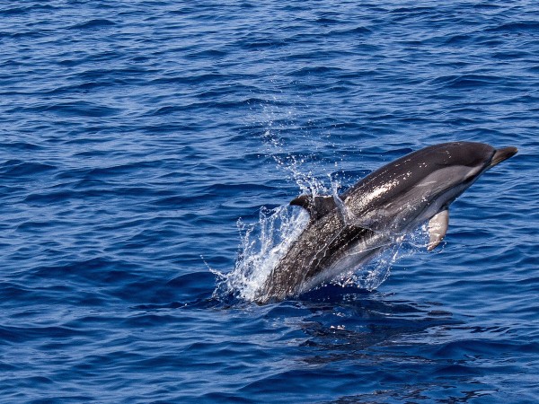 Телата на два делфина са били изхвърлени от морето в