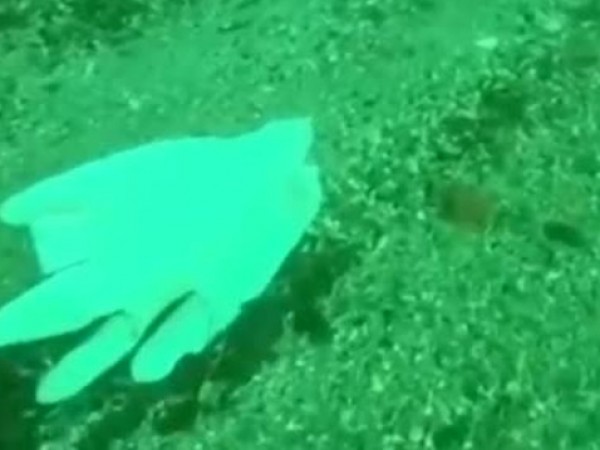 Маски и ръкавици смениха пластмасовите торбички на морското дъно. Пандемията