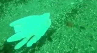 Маски и ръкавици смениха пластмасовите торбички на морското дъно Пандемията