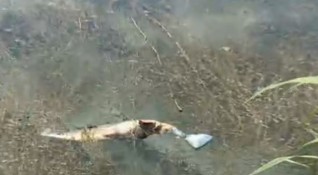 Жители на русенското село Щръклево се натъкнаха на мъртва риба