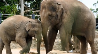 Мистериозната смърт покоси слонове в Ботсвана и озадачи властите в