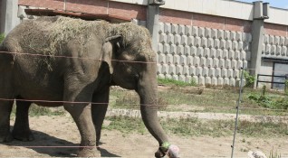 Индийската слоница Артайда която е символ на Софийския зоопарк днес