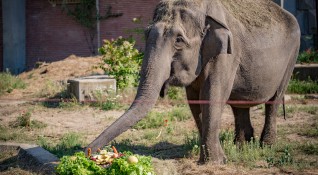 Индийската слоница Артайда която е един от символите на Софийския