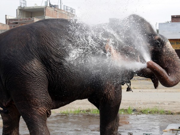 Бременна слоница загина в Индия, след като яде плодове, пълни