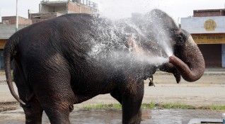 Бременна слоница загина в Индия след като яде плодове пълни