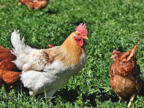 Огнище на птичи грип е открито във ферма за отглеждане