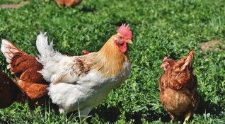 Огнище на птичи грип е открито във ферма за отглеждане