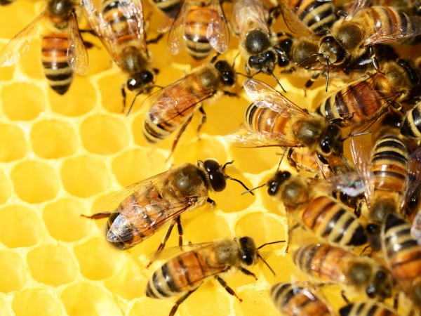 Пчелари от област Добрич се събират днес, за да обсъдят