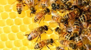 Пчелари от област Добрич се събират днес за да обсъдят