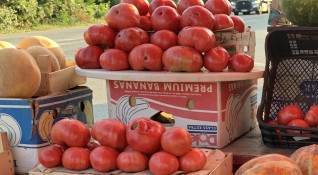 Спекулациите с цените на доматите са от търговците Контролът е